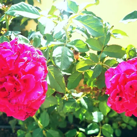 Villa Olival With Pool Walking Distance To